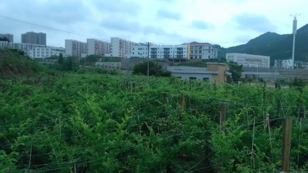 梵净山珍稀特色植物种质资源保护与引种示范基地.jpg